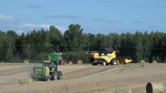 kombains druvā kuļ graudu ražu