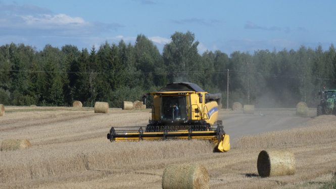 Dzeltens kombains kuļ labību
