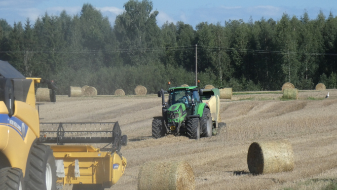 labības novākšana tīrumā - kombains kuļ, blakus traktors - salmu ruļļotājs
