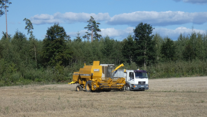 druvā no kombaina kravas auto tiek pārkrauti graudi