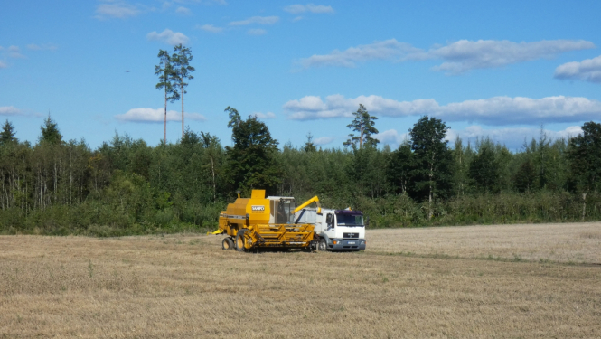 druvā kombains pārkrauj kravas auto nokulto graudu ražu