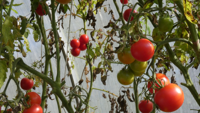 tomāti siltumnīcā