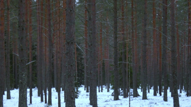 priežu mežs ar egļu piemistrojumu ziemā