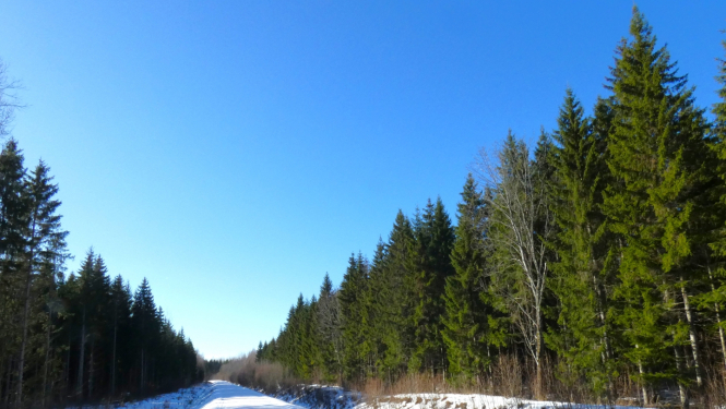 egļu mežs saulainā sniegaina ziemas diena, pa vidu mežam iet meža ceļš