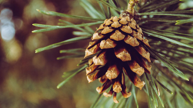 Priedes čiekuriņš