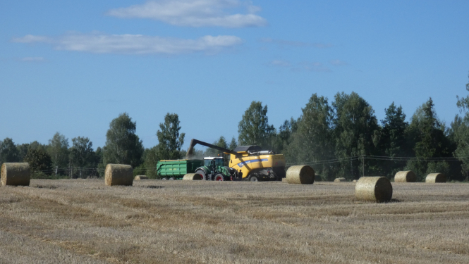 Ruļļo salmus uz lauka tehnika