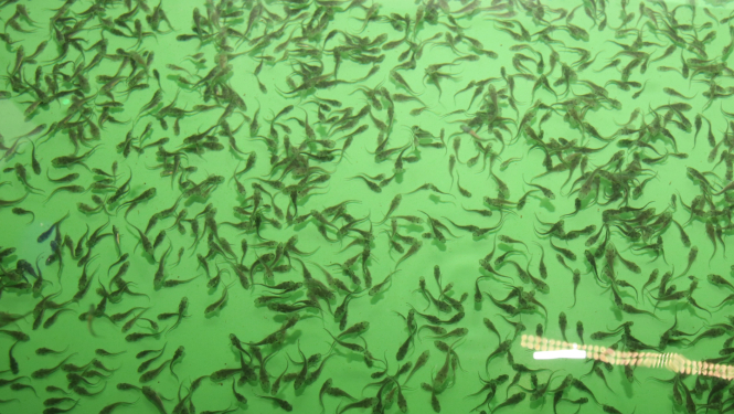 Zivju mazuļi, smolti