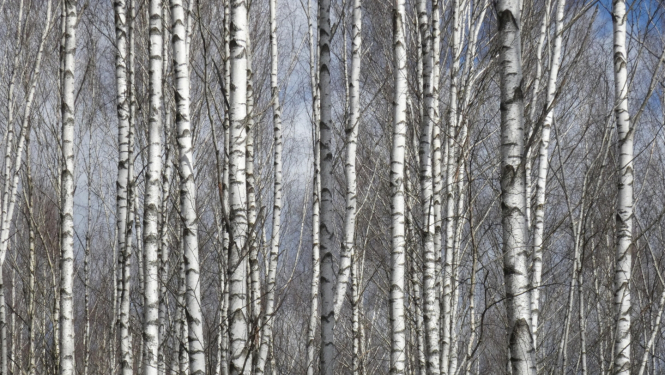 bērzu birztala pavasarī