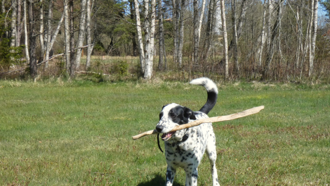 Raibs suns ar koku zobos parkā 