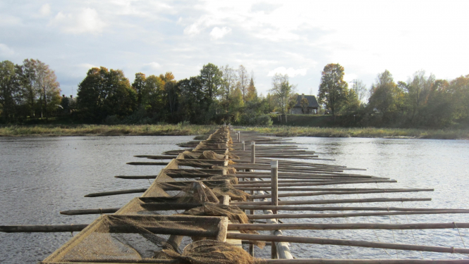 Salacas nēģu tacis