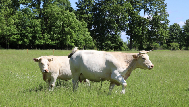 Divas baltas govis pļavā