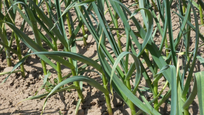 Zaļojošu ķiploku vagas