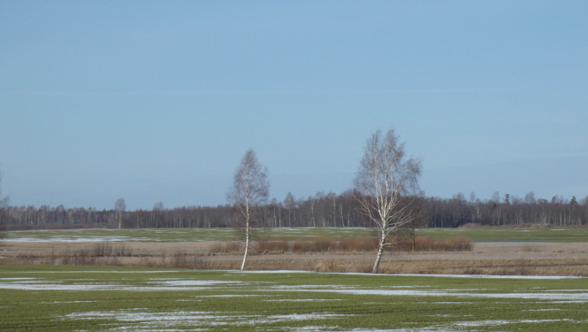 Ziemāju lauks ziemā un bērzi