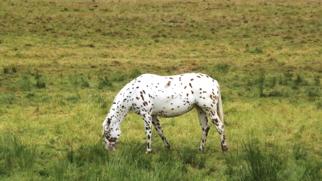 fotoattēls ar zirgu ganībās
