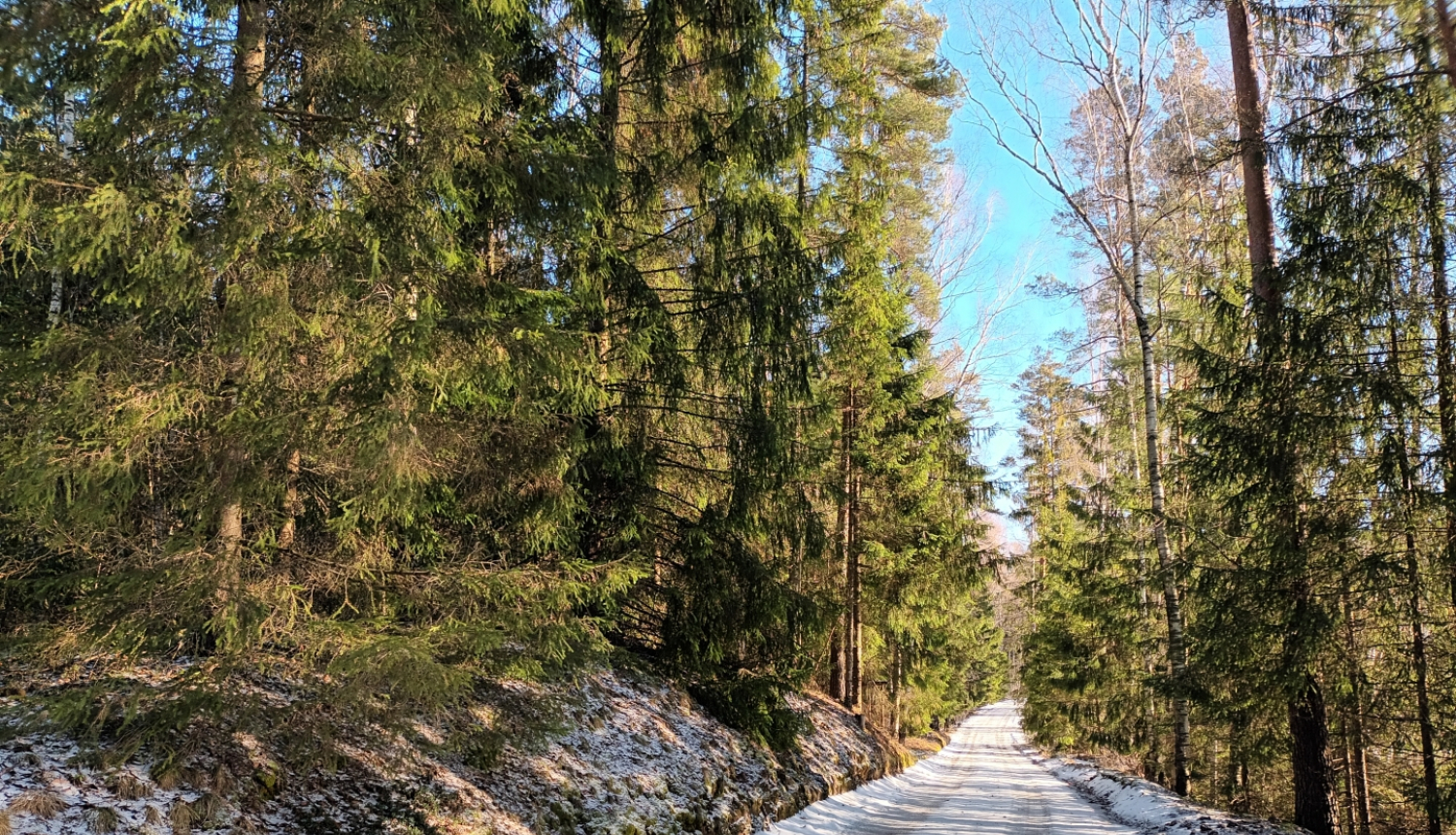 Sniegots meža ceļš