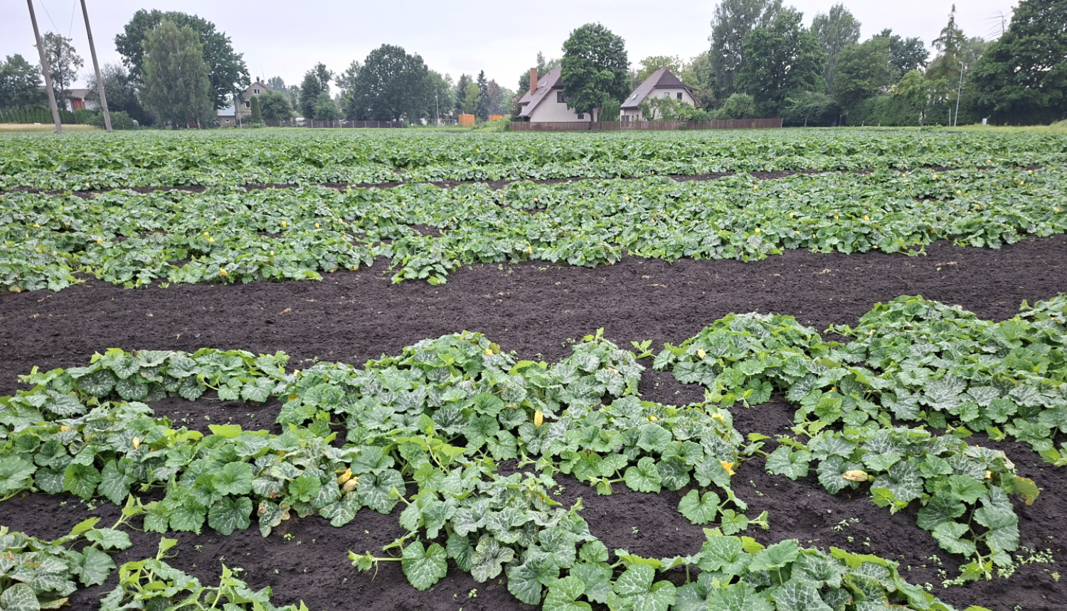 Laukā rindās aug ķirbjaugu dzimtas kultūraugi ar zaļām lapām un dzelteniem ziediem; starp rindām redzama kopta augsne, bet fonā - koki un dzīvojamās mājas.