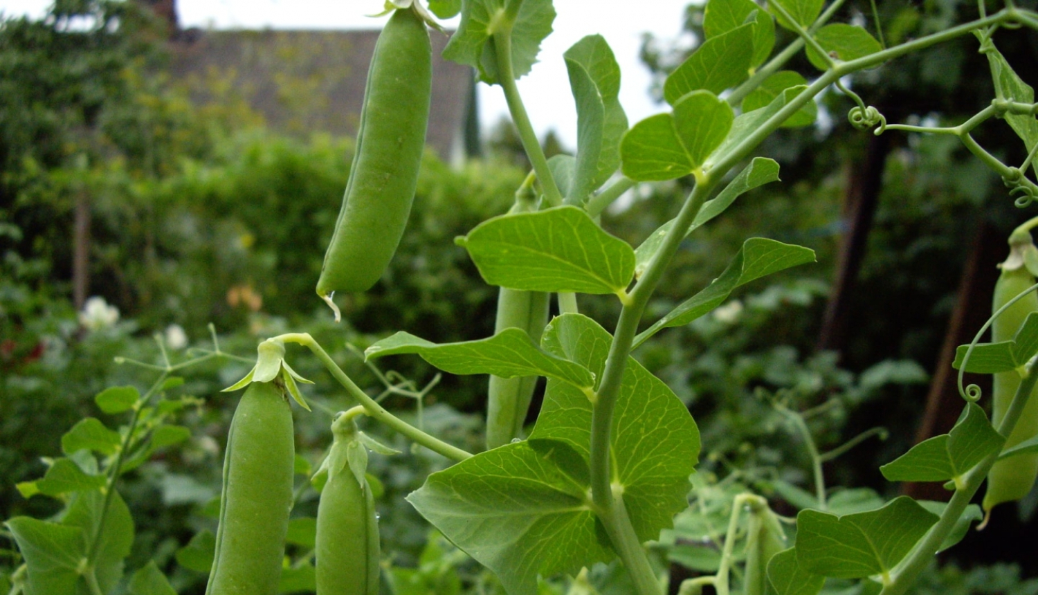 Zaļie cukurzirņi ar pāksti