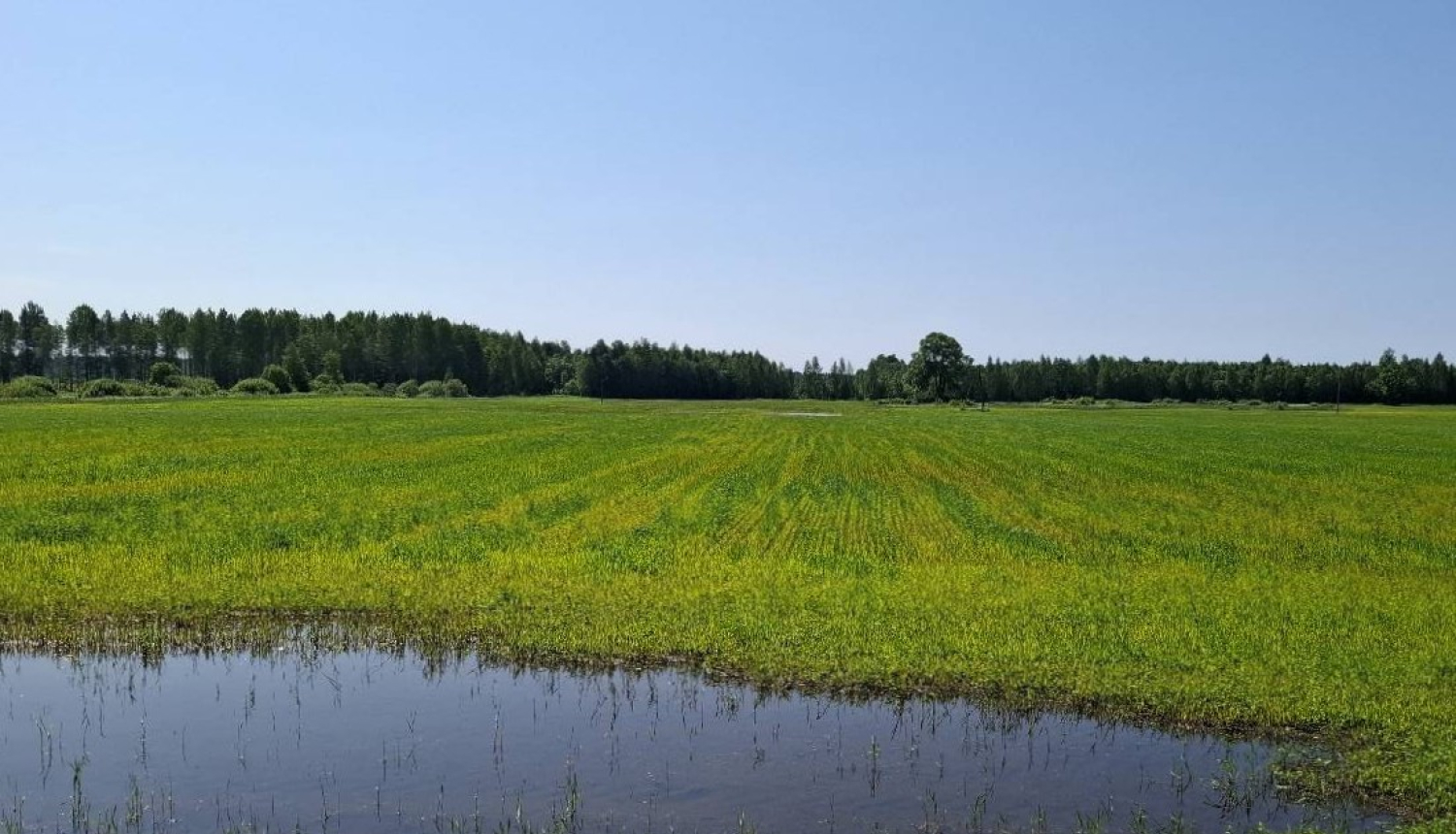 Applūdis labības lauks