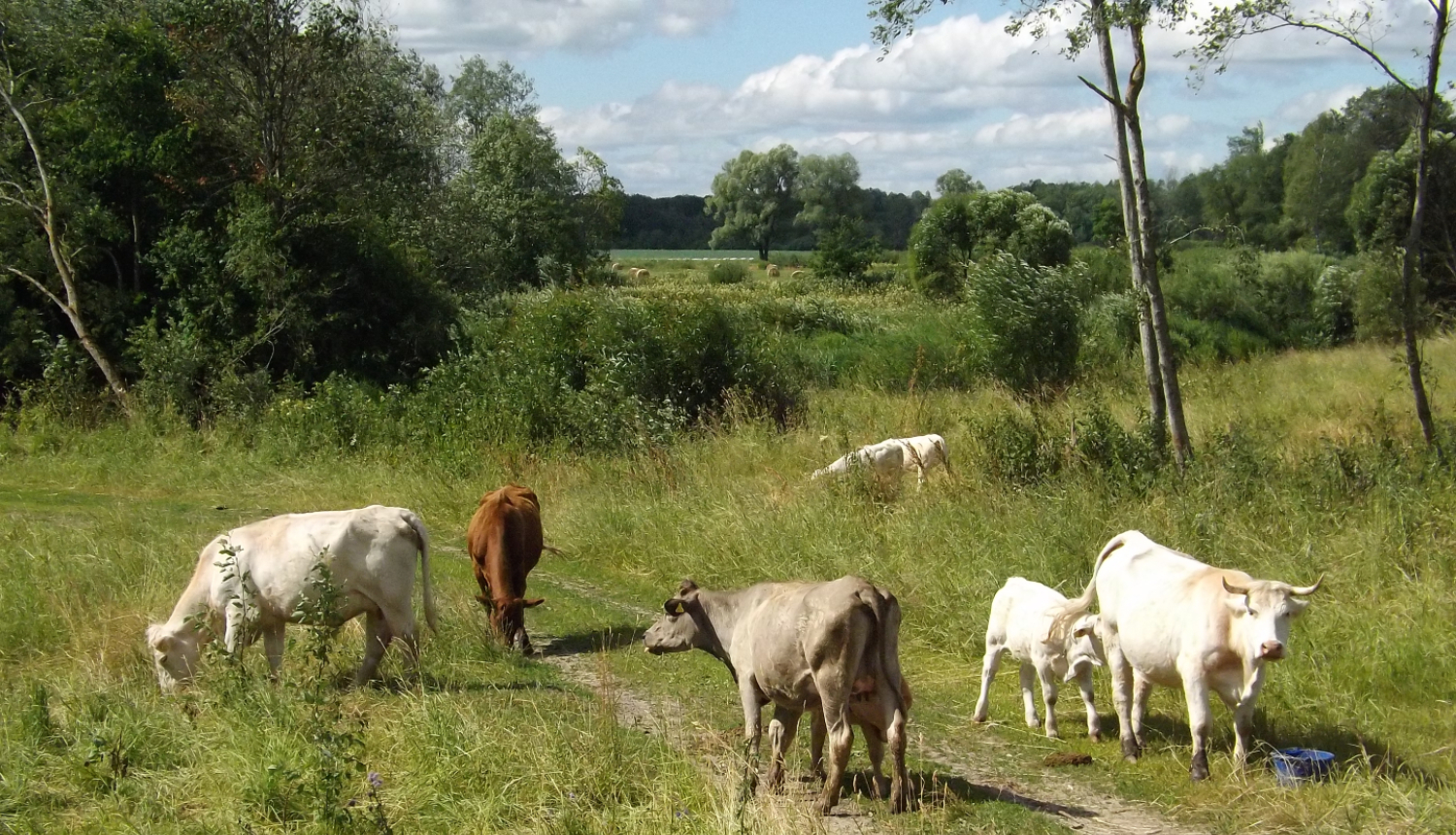 Neliels govju ganāmpulks pļavā ar kokiem un krūmiem 