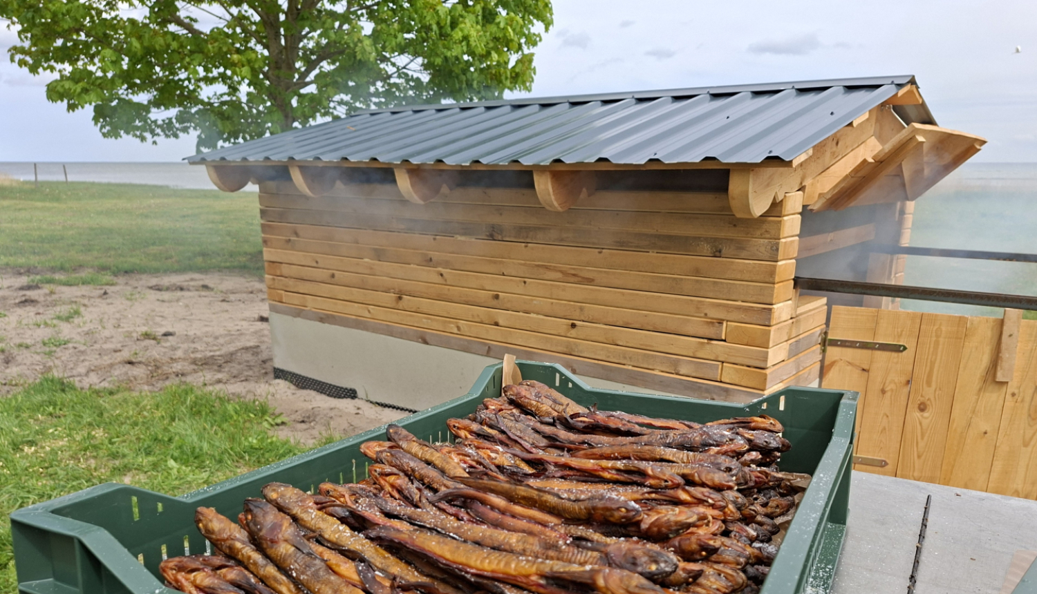 Kūpinātas zivis blakus kūpinātavai