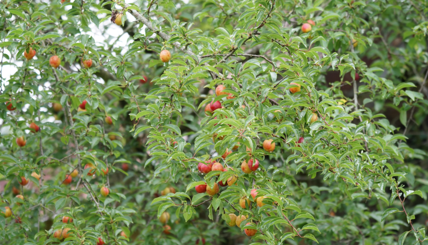 Kupla zaļa ābeles lapotne ar nelieliem sārtiem ābolīšiem 