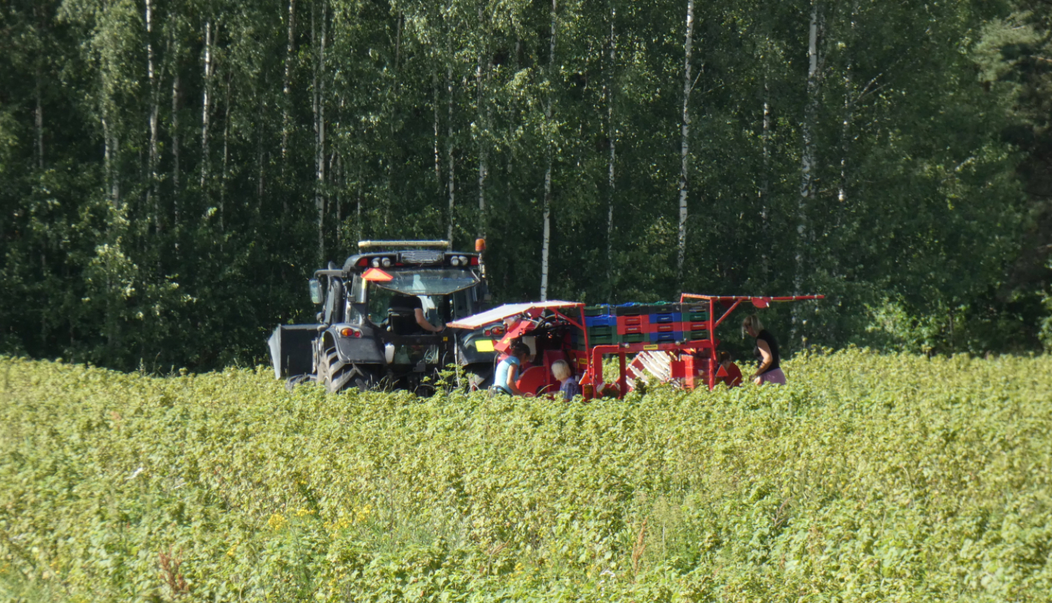 Ražas novākšana, grupa cilvēku strādā kopā aiz traktora