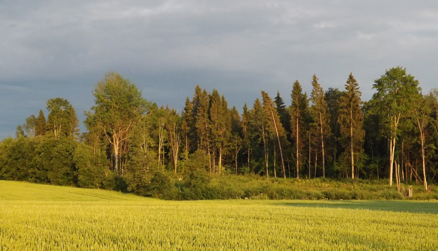 Labības lauks mežmalā