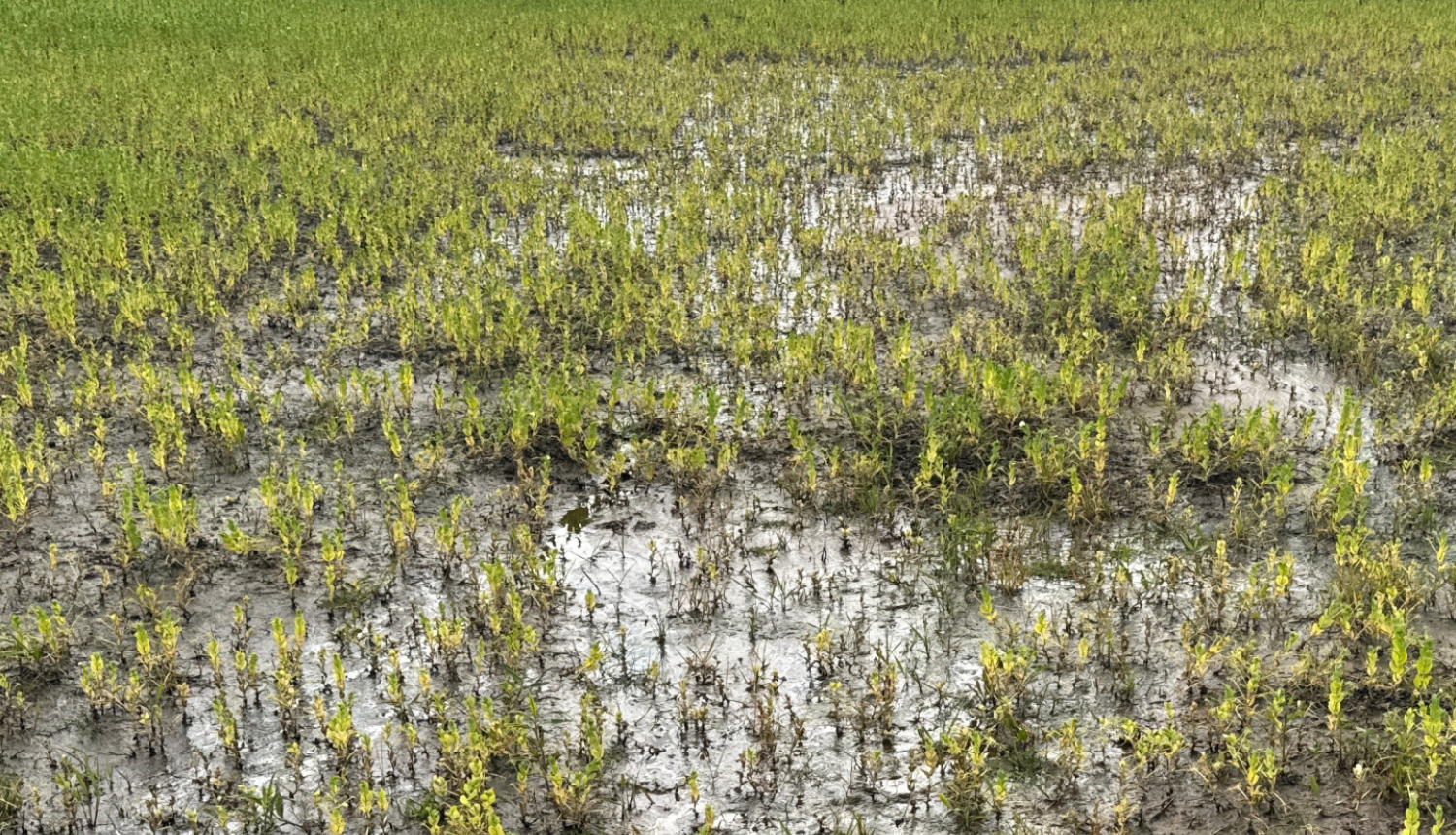 Applūduši sadīguši sējumi