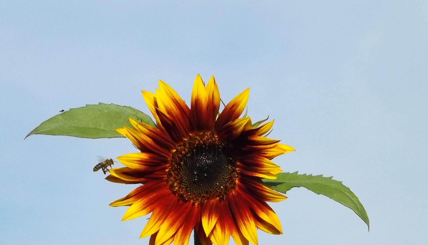 Bite lido uz saulgriezi 