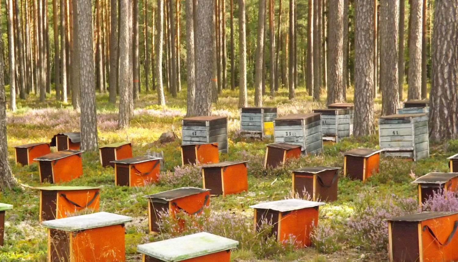 bišu dravas stropi priežu silā saulanasaras dienā