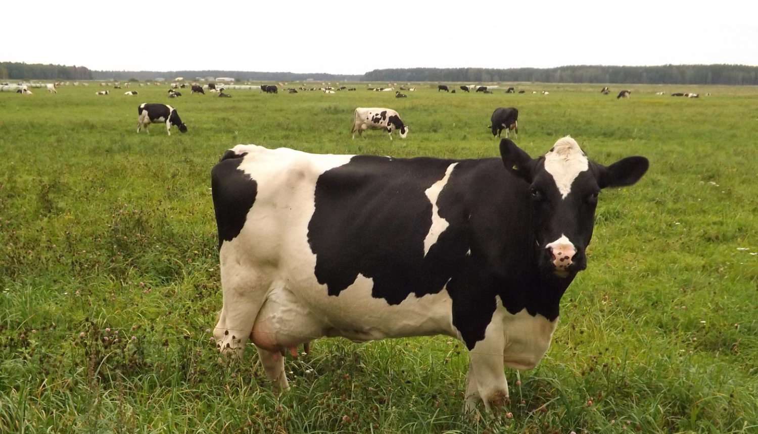 Melnbalta gotiņa ganībās