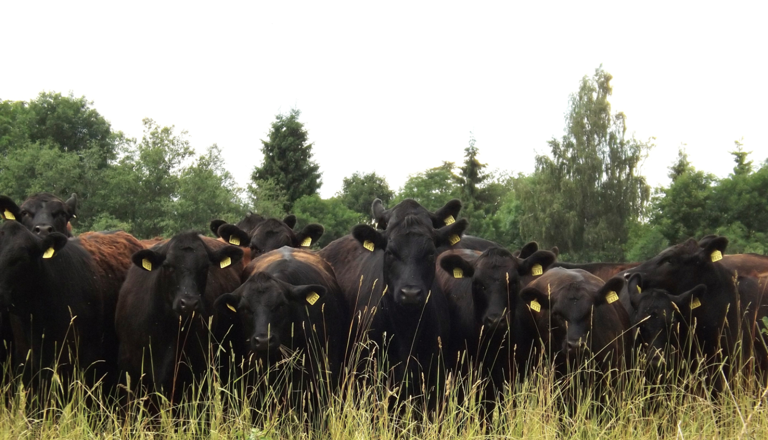 Govju ganāmpulks mežmalā