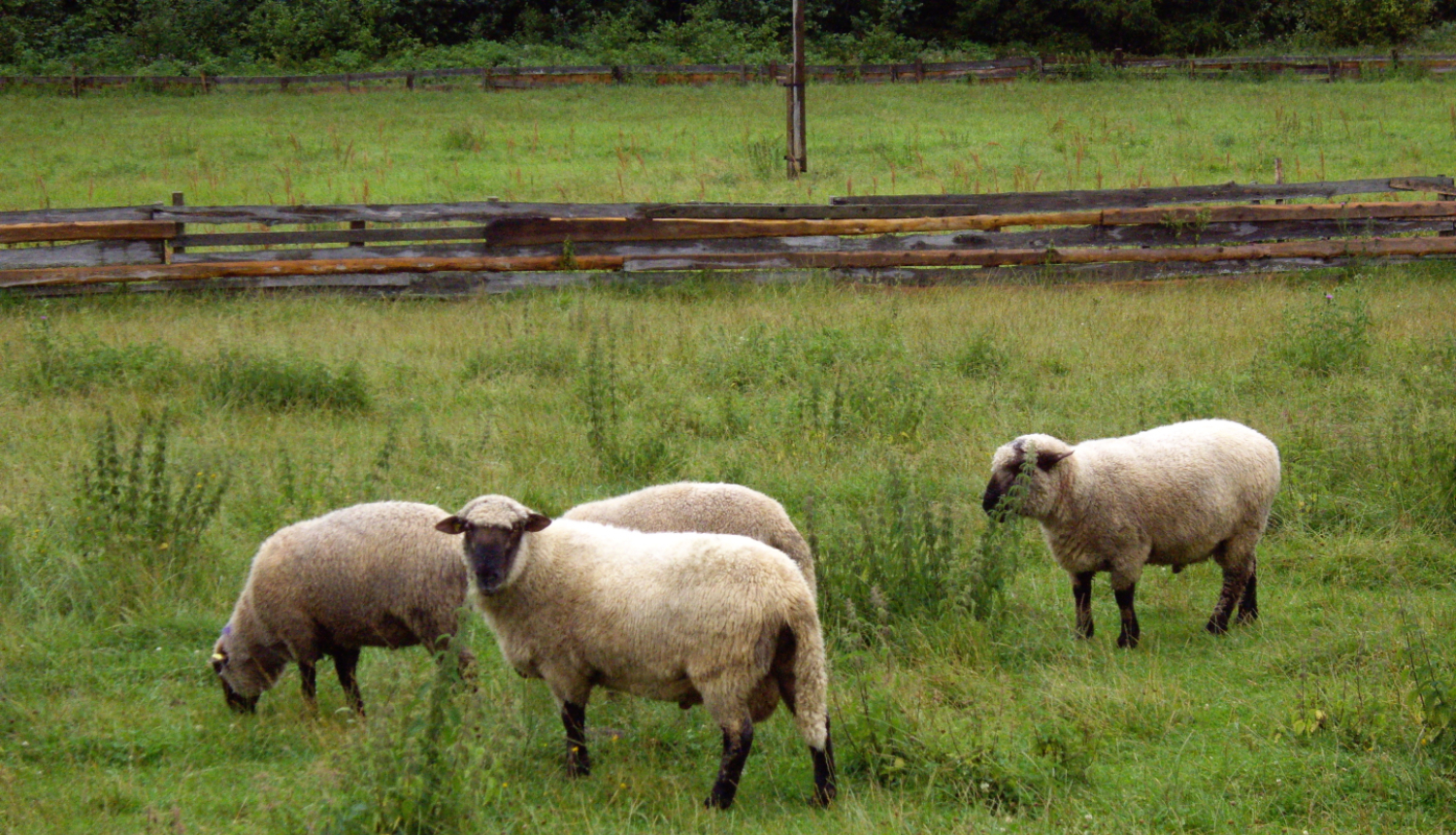 Četras aitas ganībās