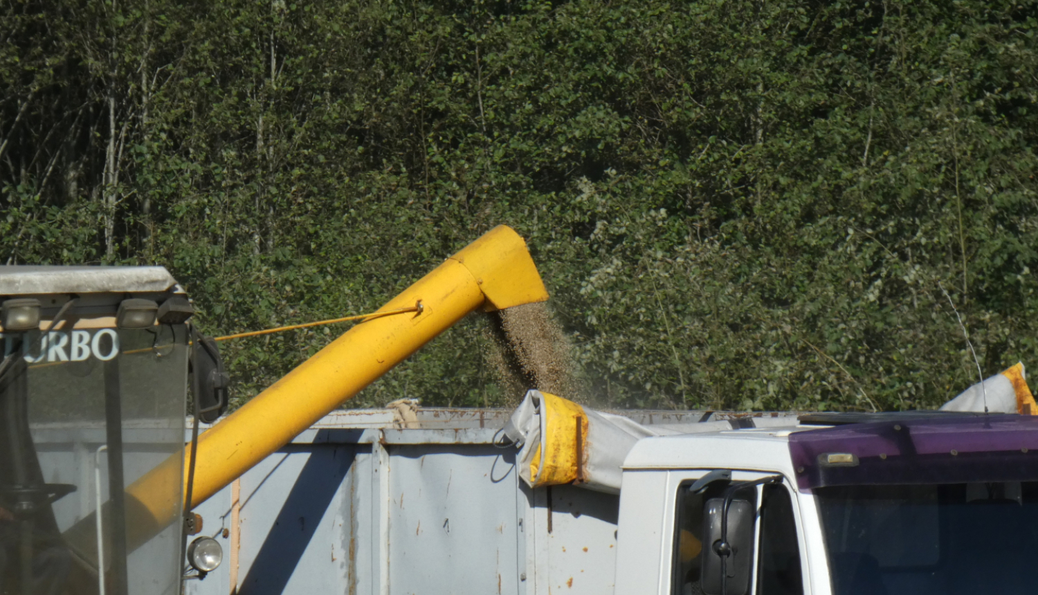 Tīrumā no kombaina graudi tiek pārkrauti kravas automašīnā. 