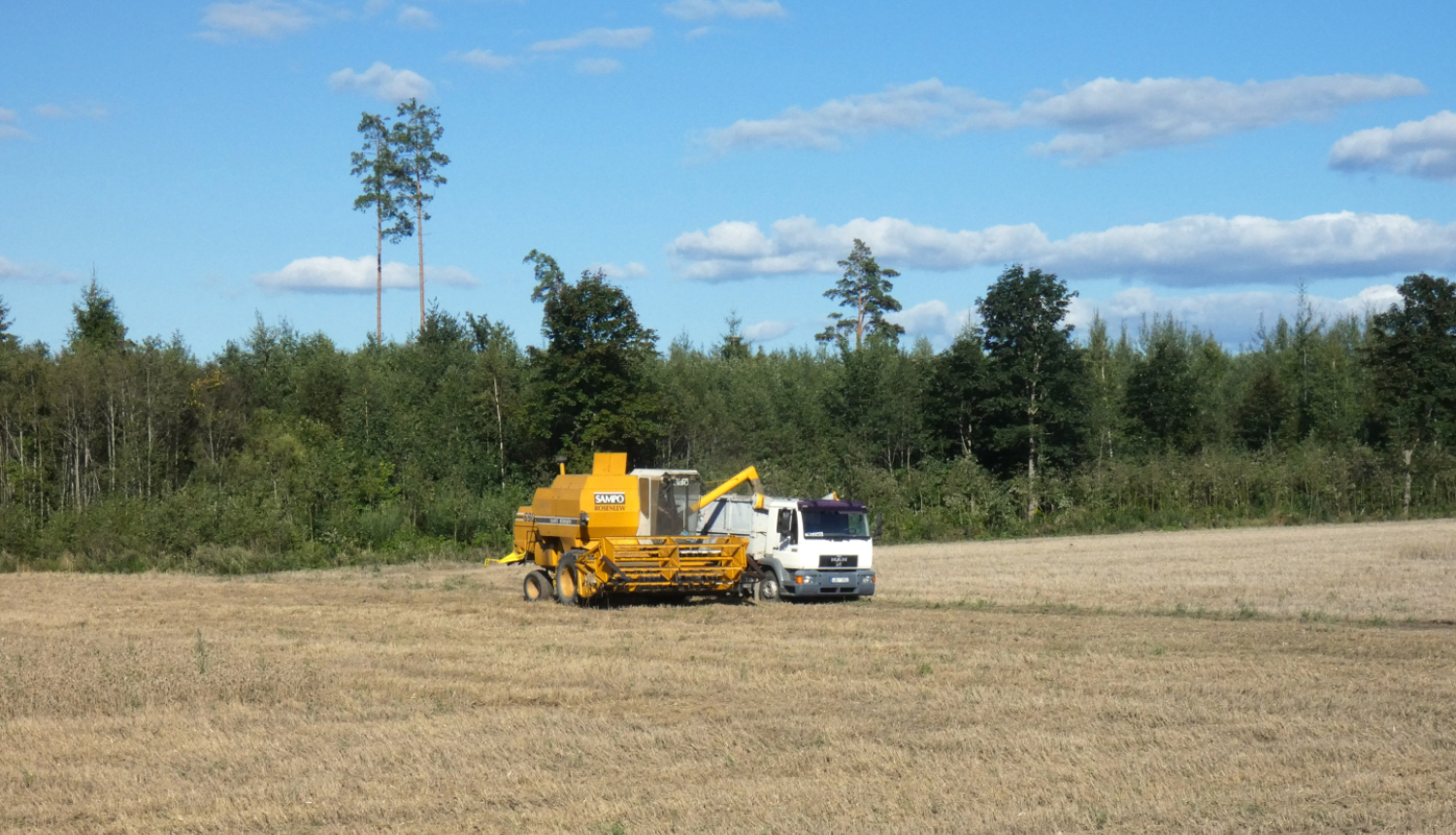 Kombains lauka vidū kuļ labību 