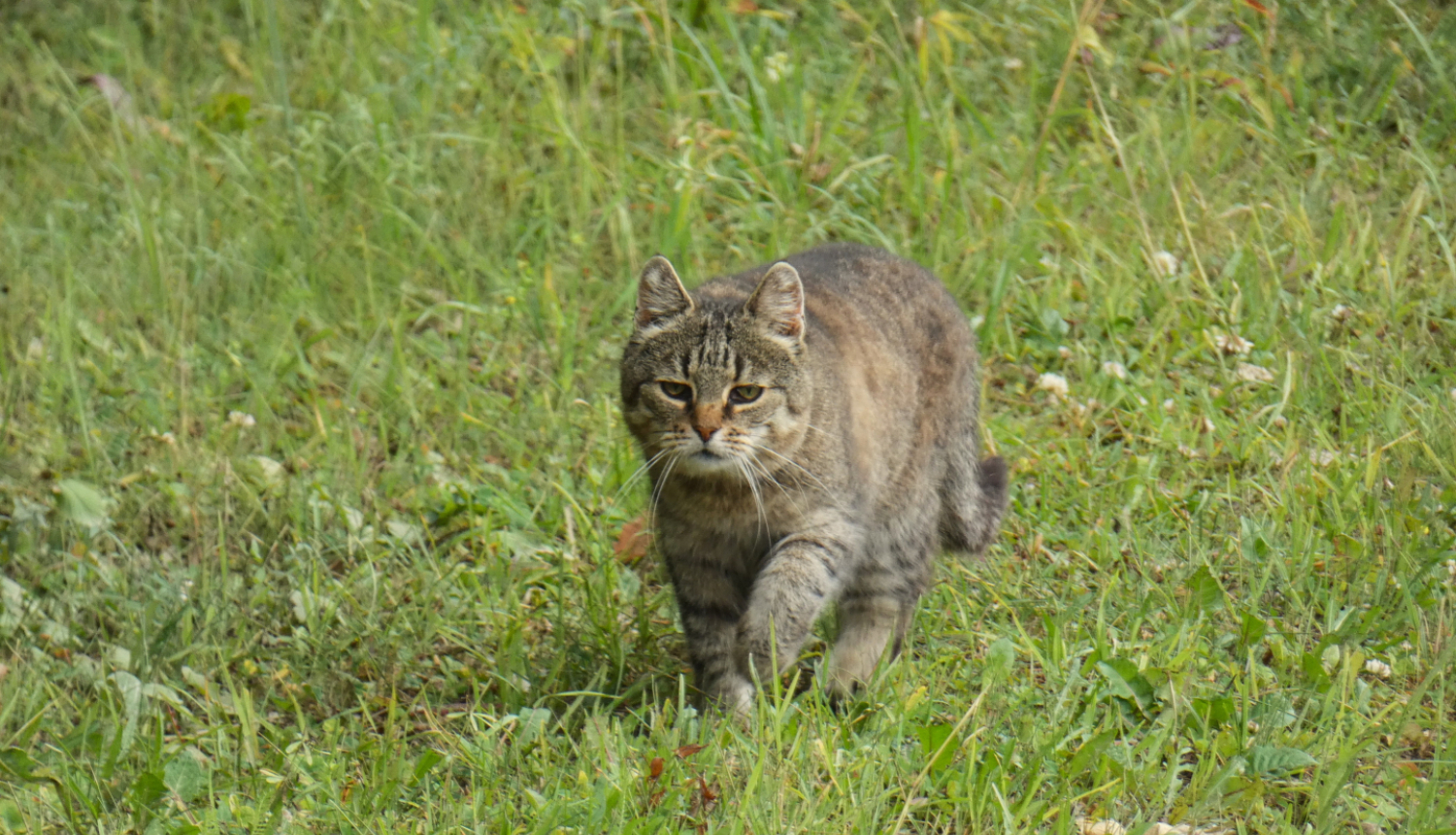 Pelēks svītrains kaķis pļavā