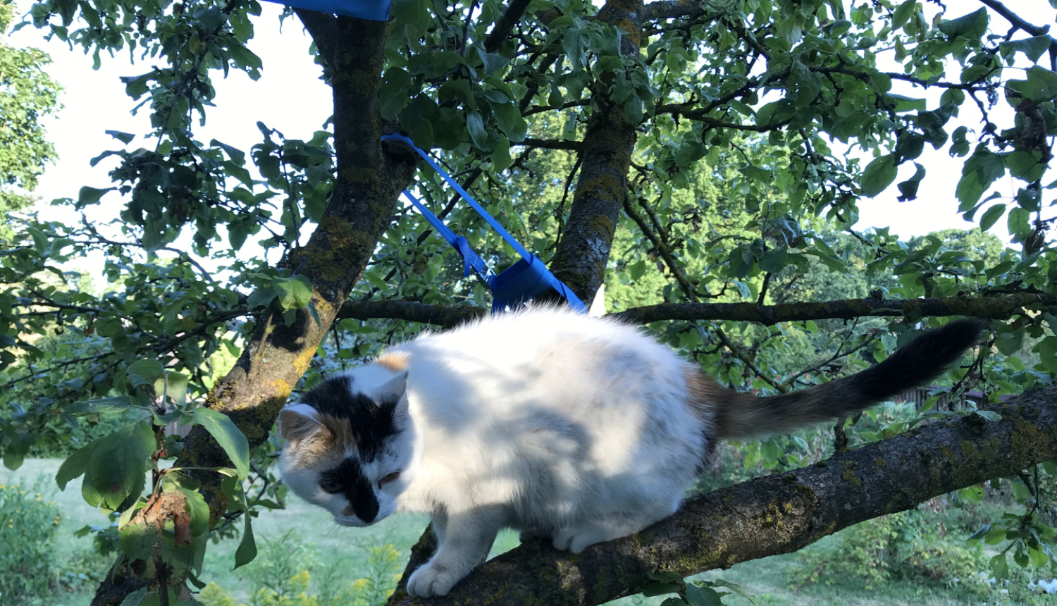 Melnraibs kaķis kokā