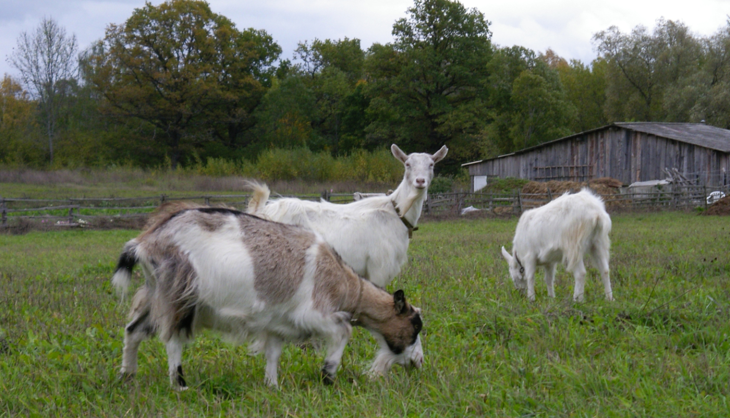 Trīs kazas ganībās