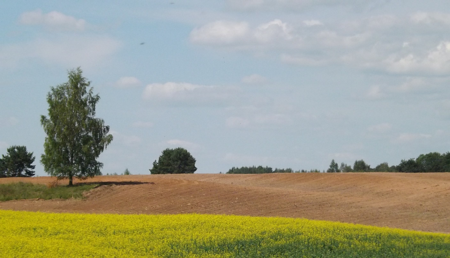 Lauks, sējums, pakalns, bērzs