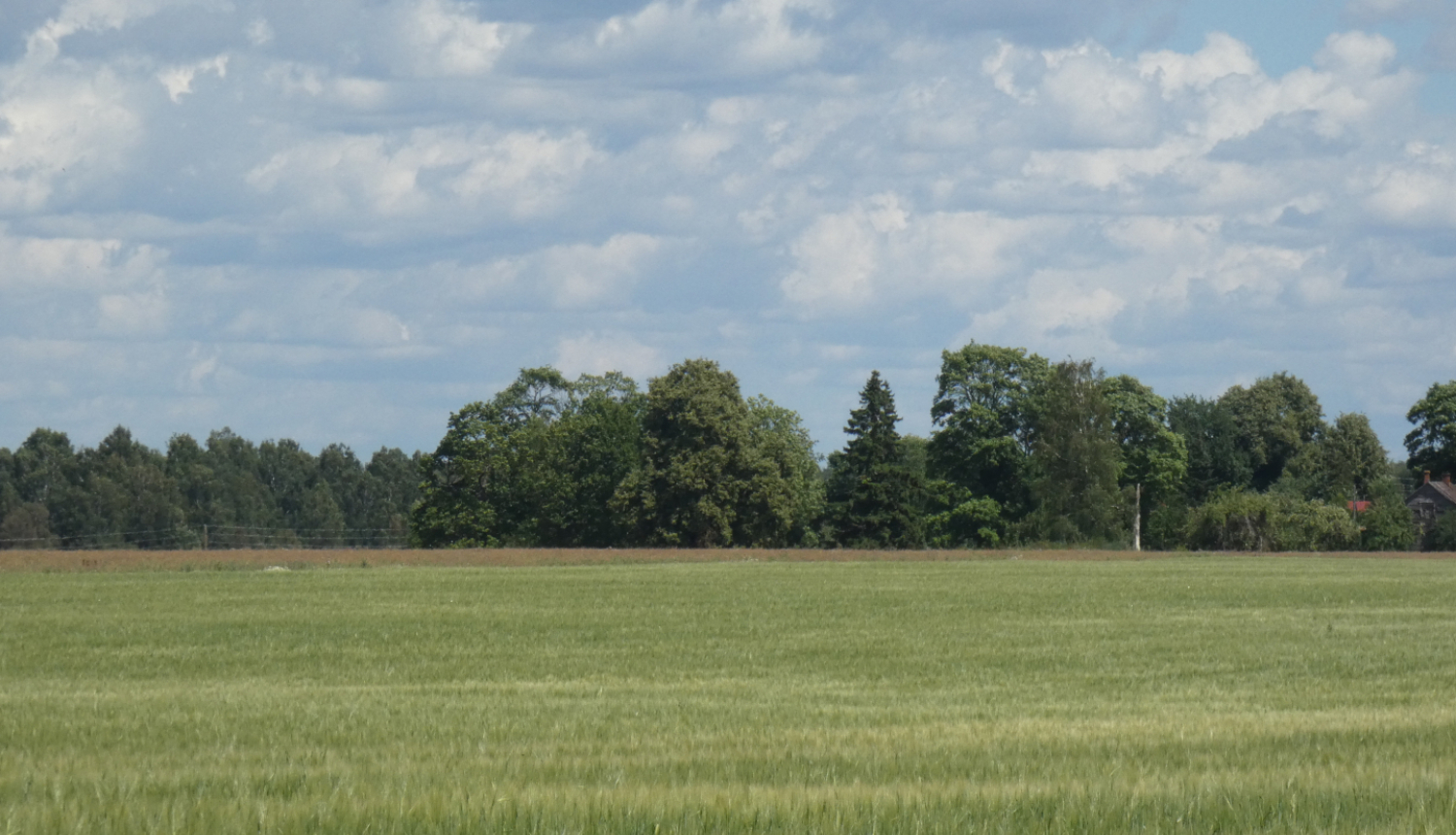 Labības lauks, mākoņainas debesis, tālumā mežs
