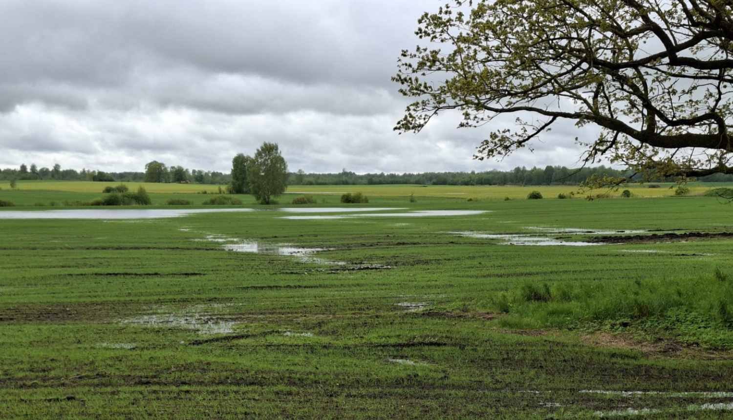 Applūdis labības tīrums