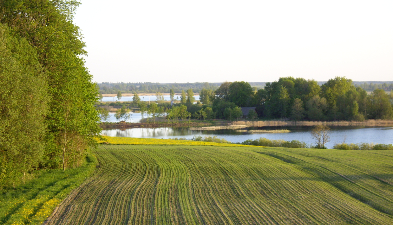 Uzarts lauks dīķa malā 