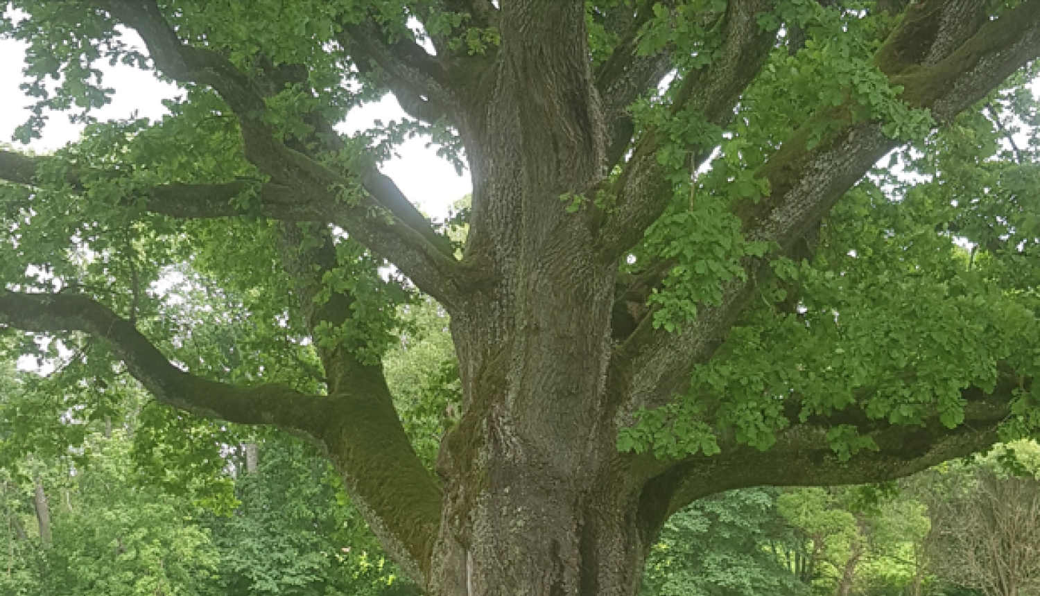 Mēru dižozol,s Latvija, 2024 gada koks