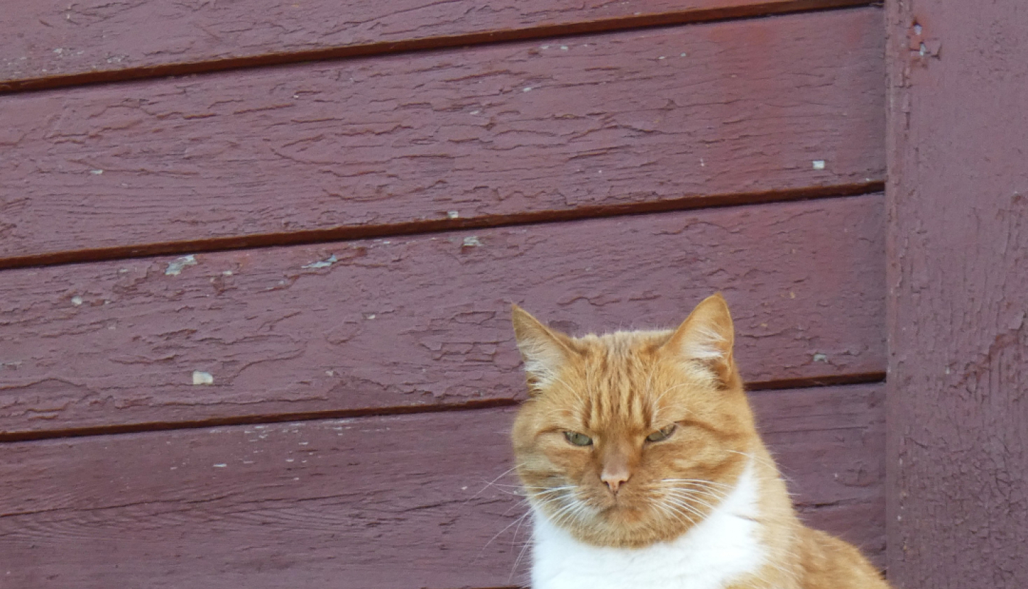 runcis sēž pie mājas sienas un dusmīgs skatās