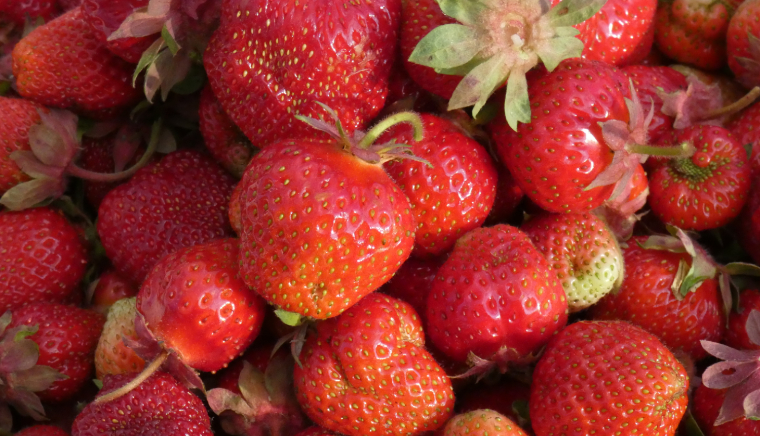 svaigu Latvijā audzētu bioloģisko zemeņu tuvplāns