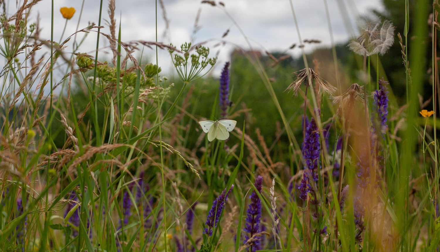 Bioloģiski vērtīga pļava