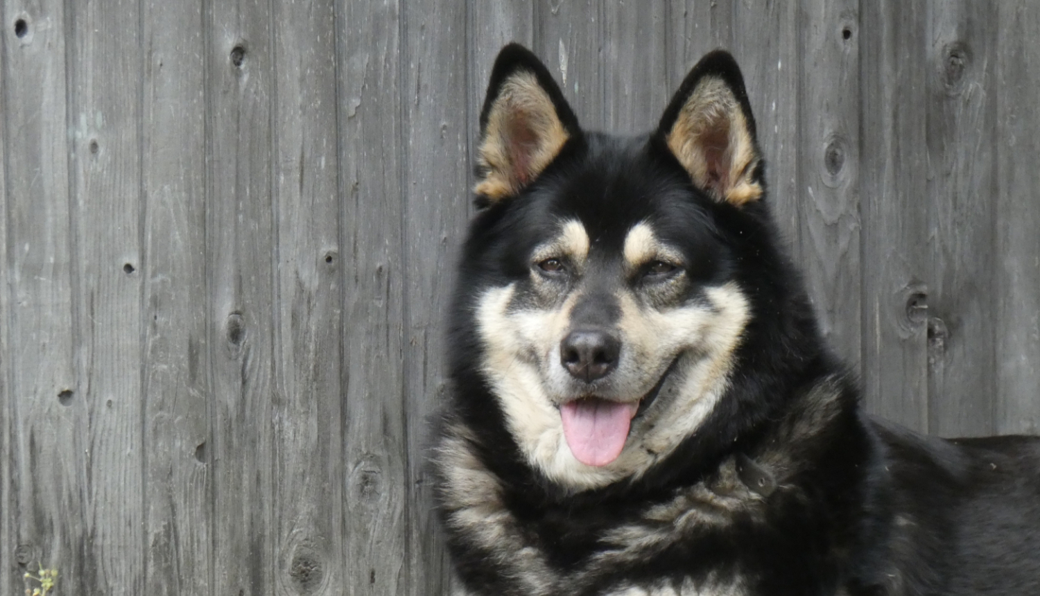 Melns un gaiši brūns suns atpūšas pie koka žoga, izbaudot saulainu dienu.  