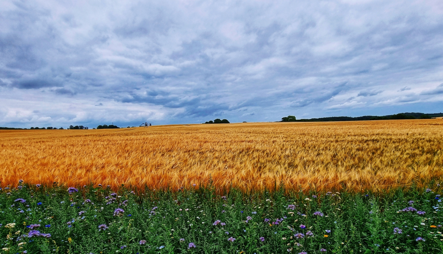 Lauks ar aizsargjoslu