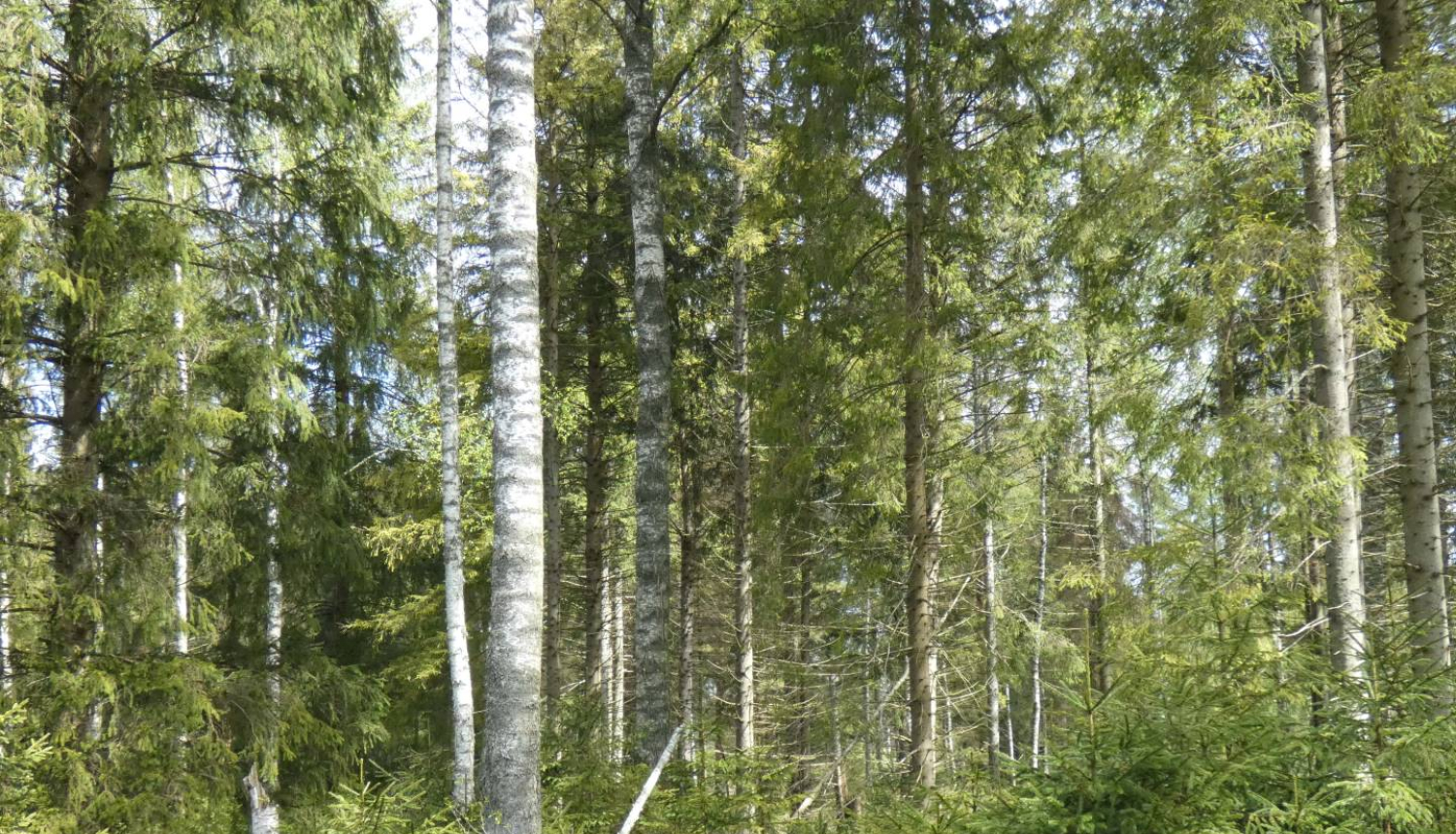 Mežs - bērzi, egles, priedes