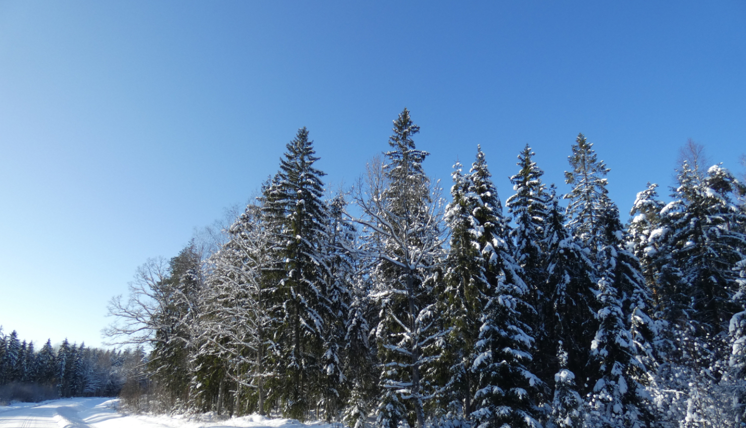 Piesnidzis ceļš un sila mala